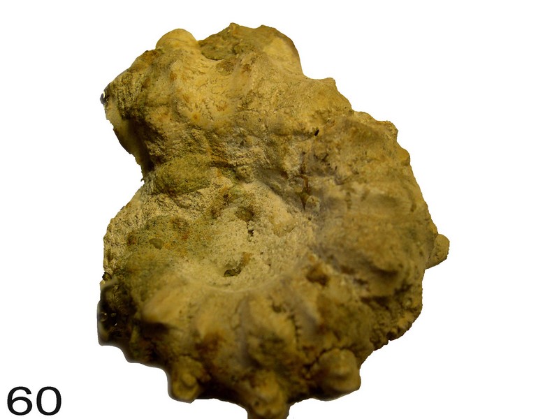 Cadomites